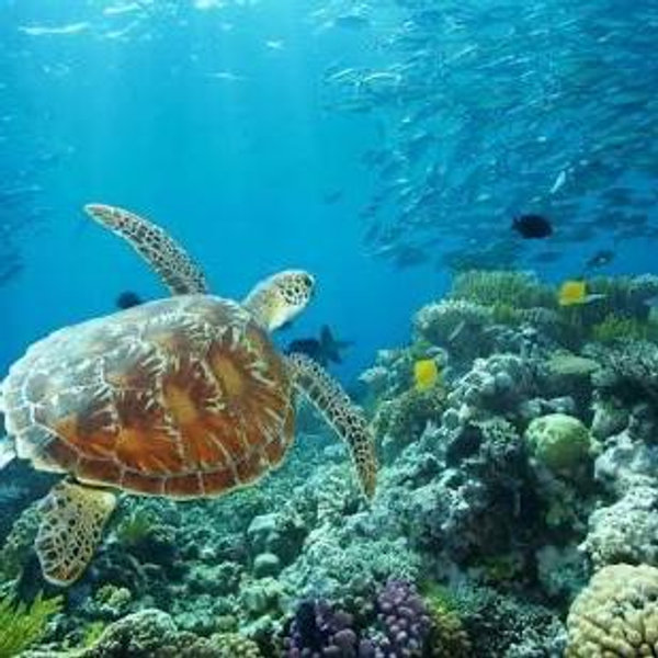 Great Barrier Reef