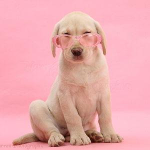 Our Puppy Accessories Fund