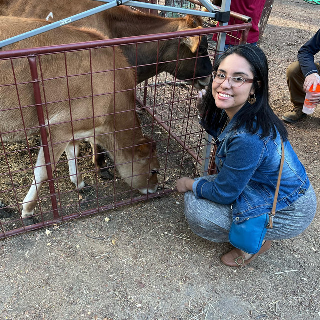 Lilly wants a cow