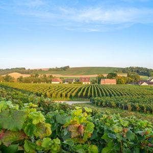 Reims & Épernay Champagne Day: Tours/Tastings