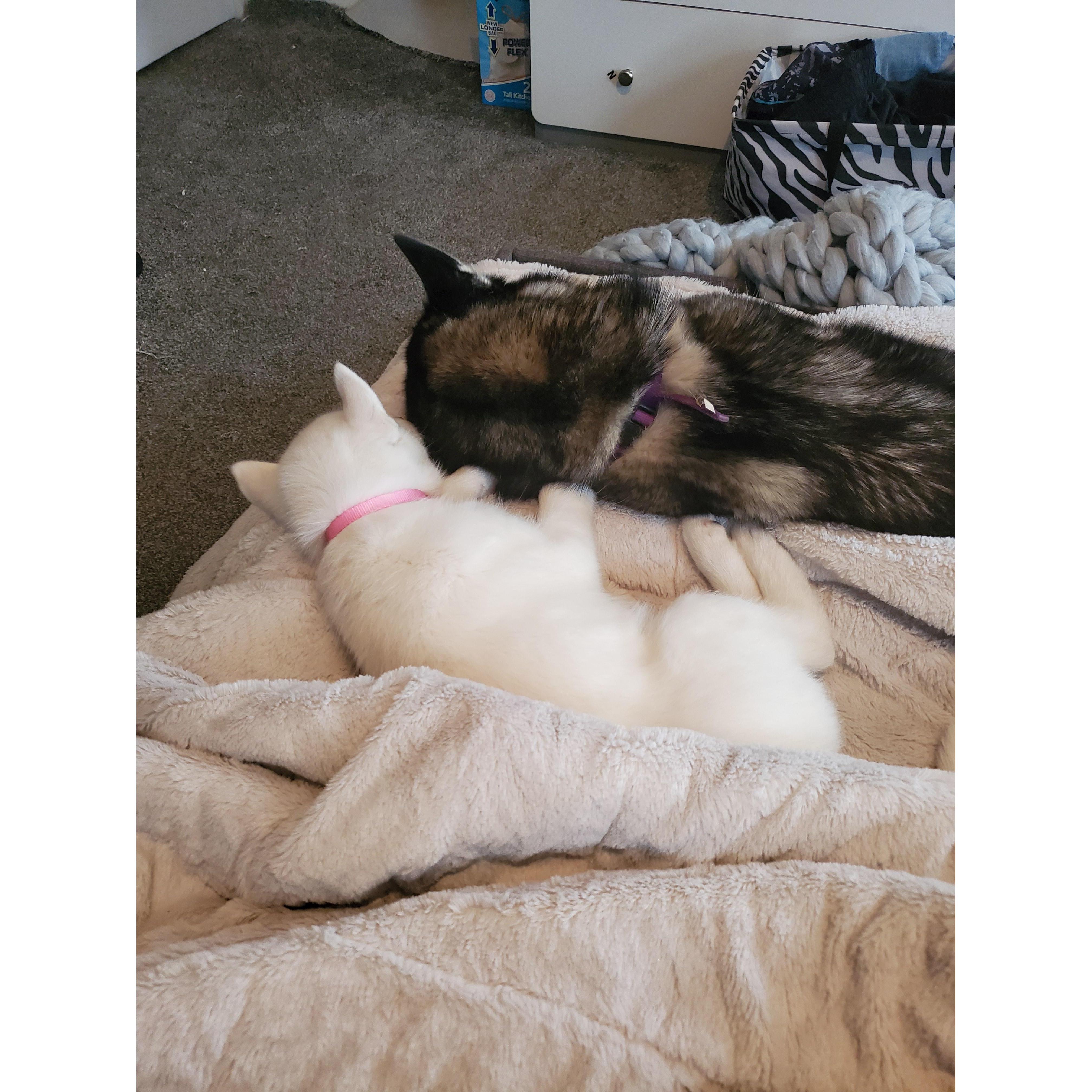 Nova and Kiah cuddling