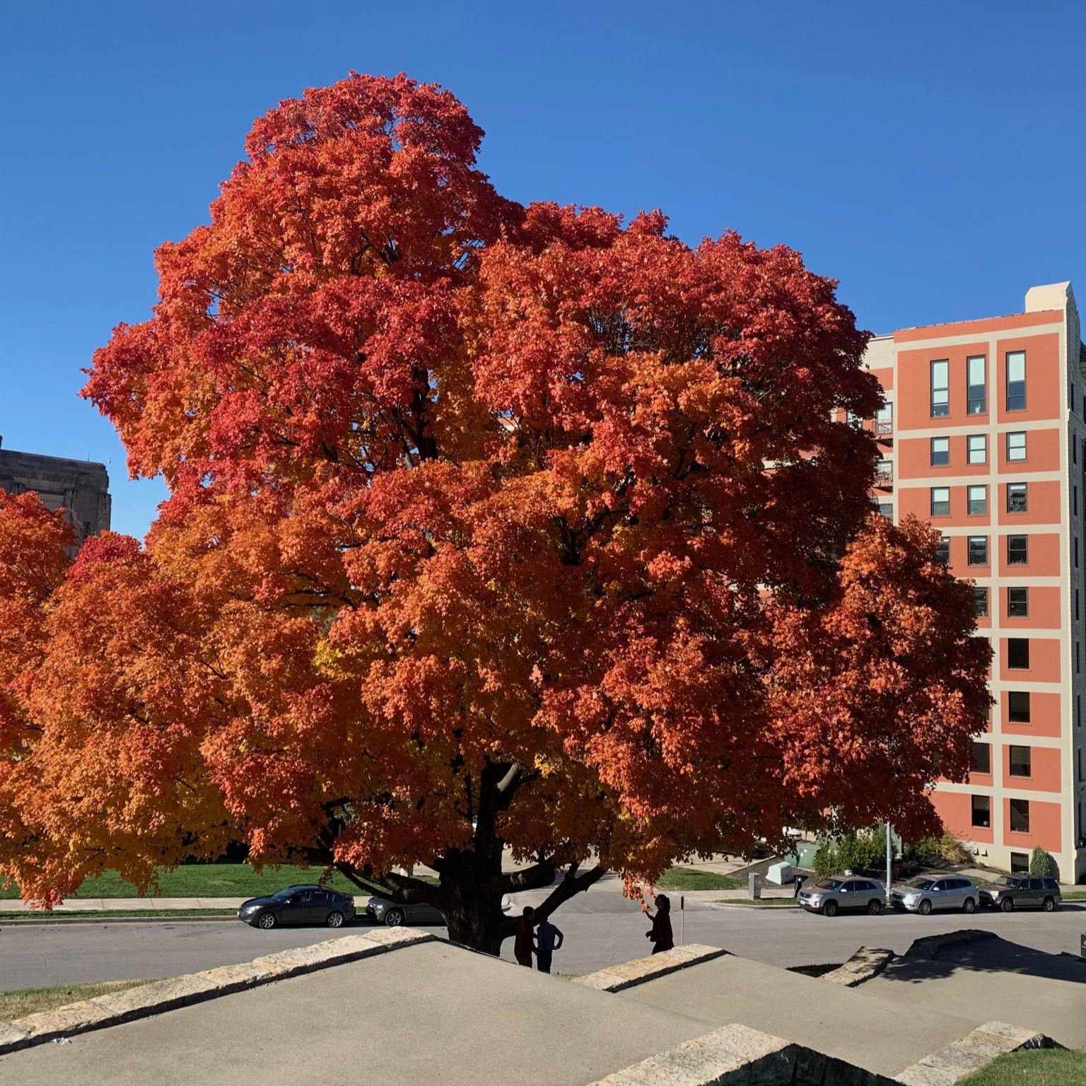 This beautiful fall tree greeted us on our first date at the World War I Memorial park in KC