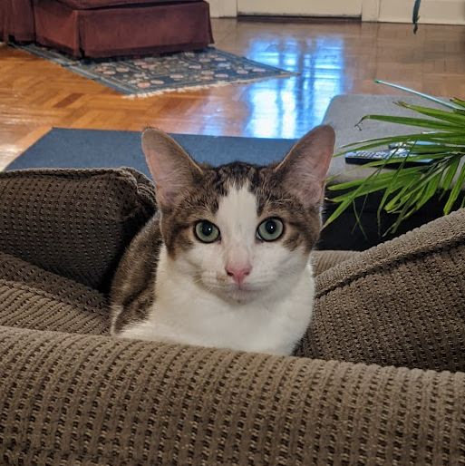 adopting our cat, Billi