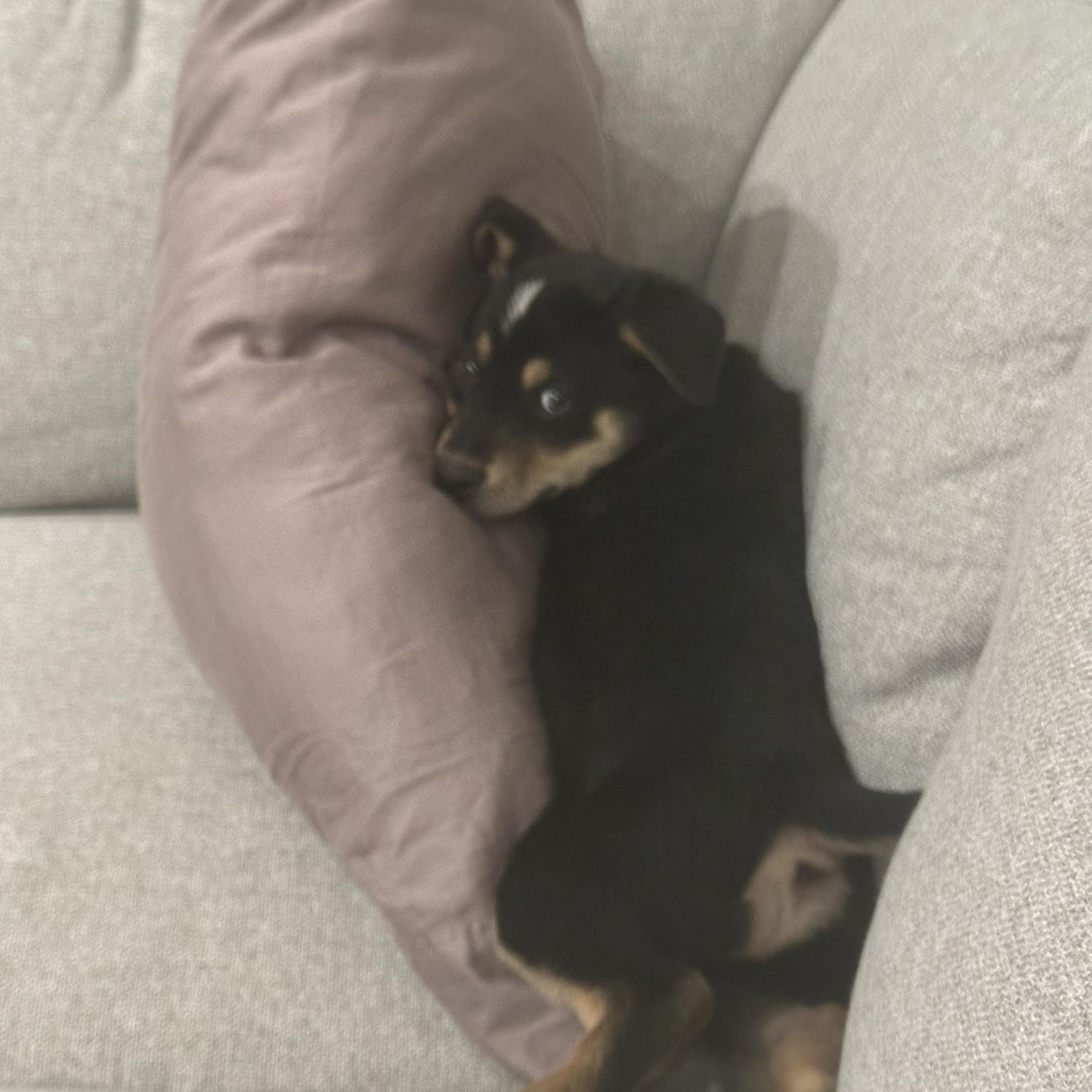 Meet Smokey!
