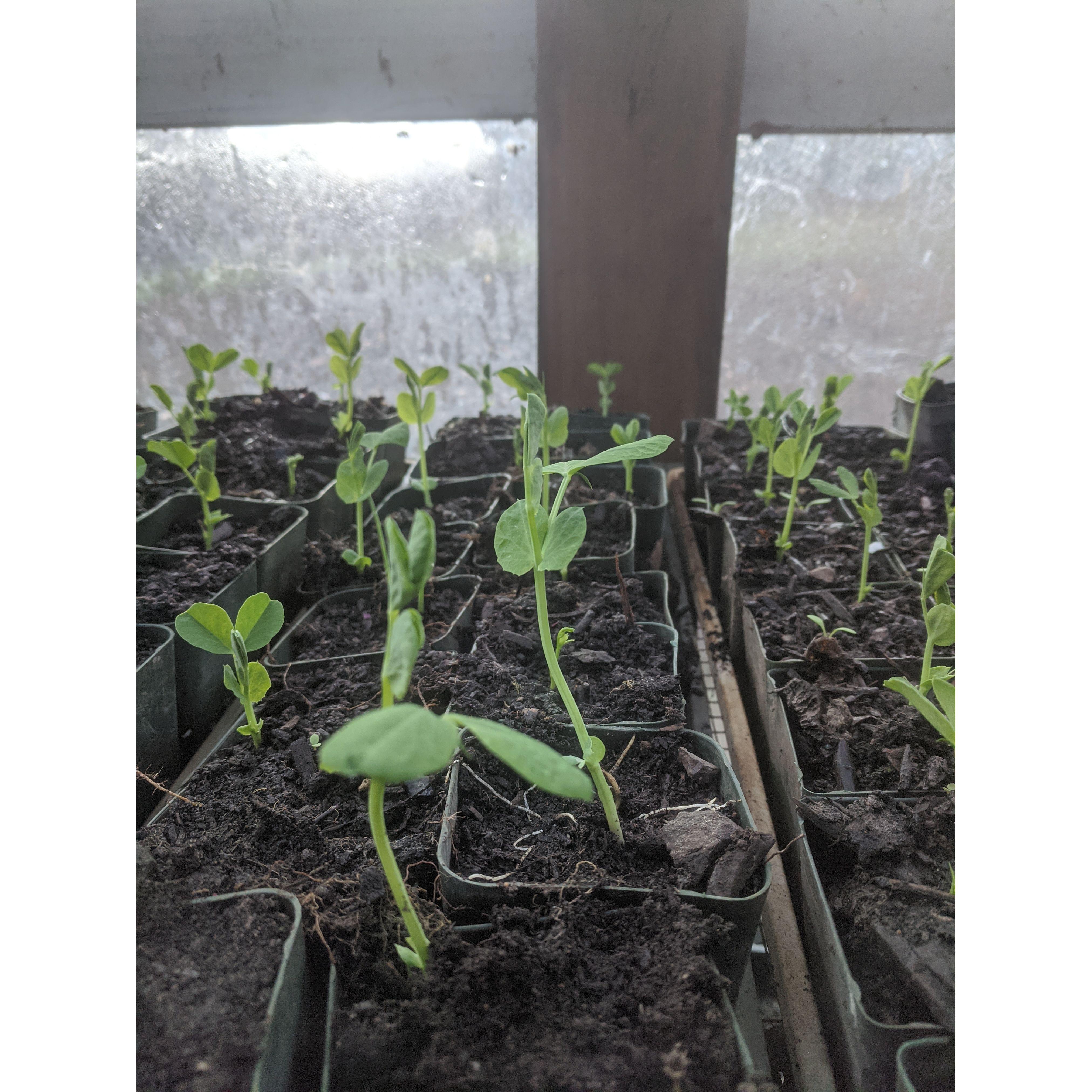 ...started a garden....