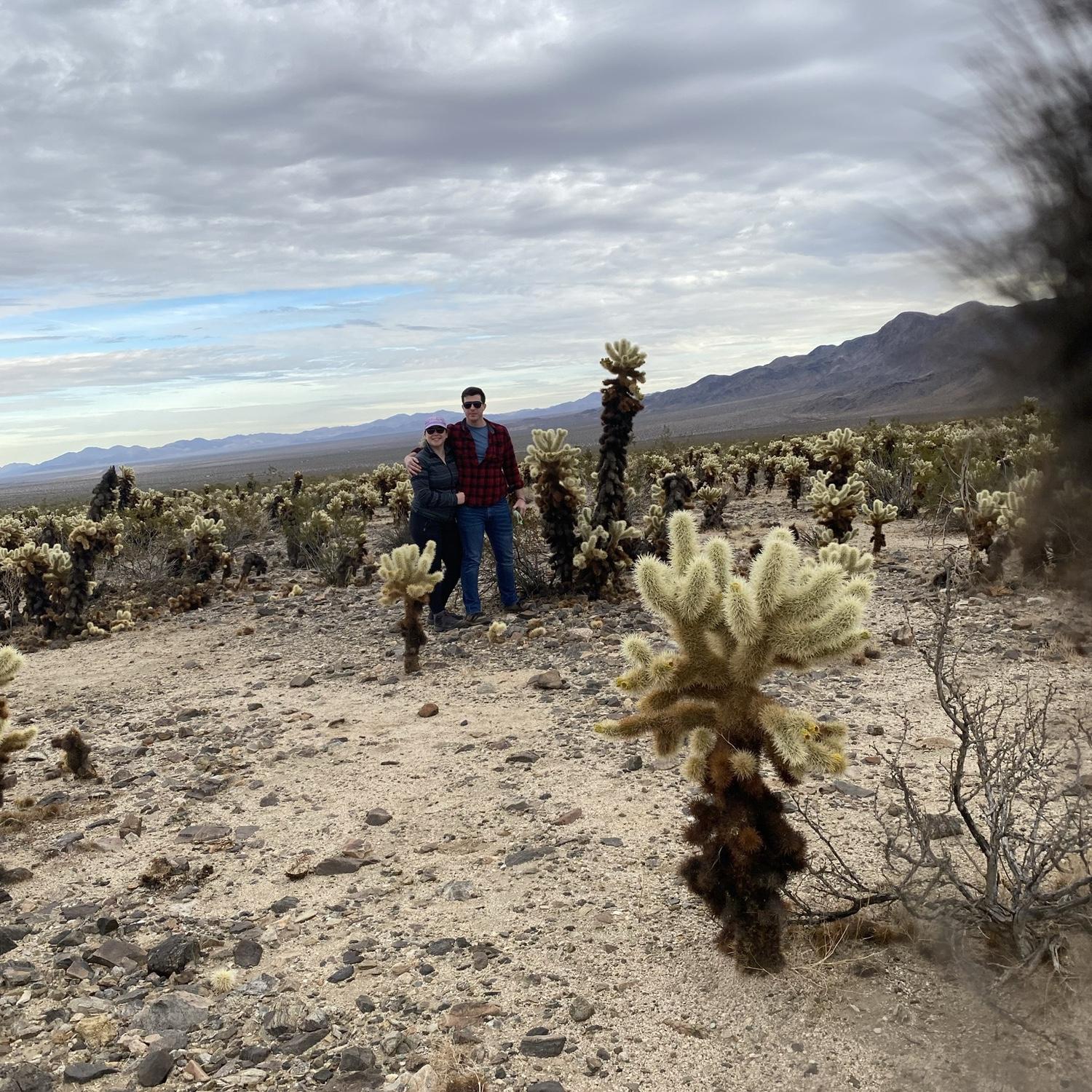 Cholla cactus garden - Joshua Tree, CA