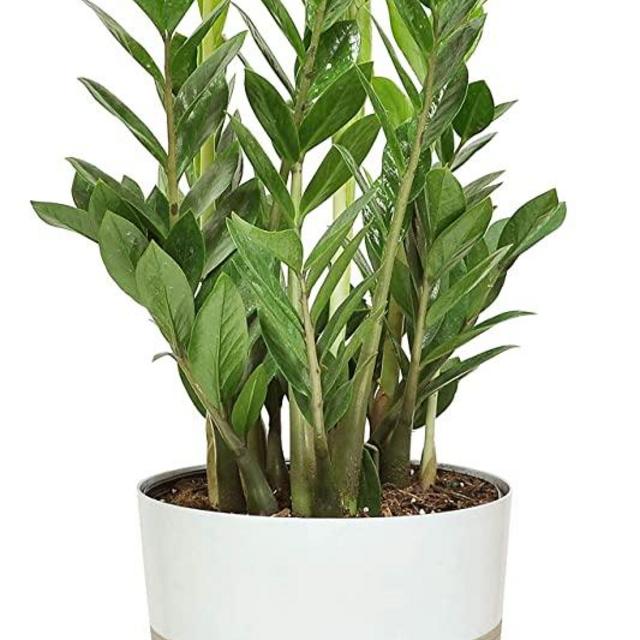 Costa Farms ZZ Zamioculcas zamiifolia, Indoor Plant, 22-Inch Tall, White-Natural Décor Planter