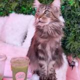 Cats and Caffeine