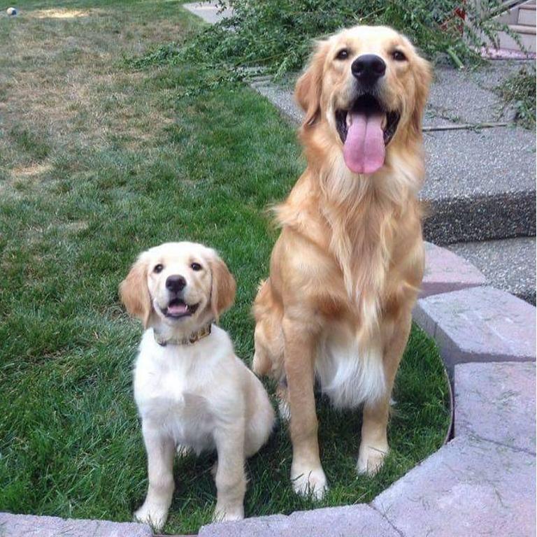 Our fur babies