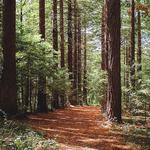 Firestone Copse