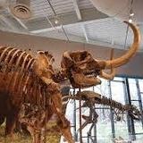 Cleveland Museum of Natural History