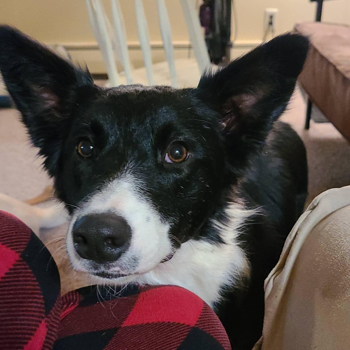 Nova (Our Second Dog)