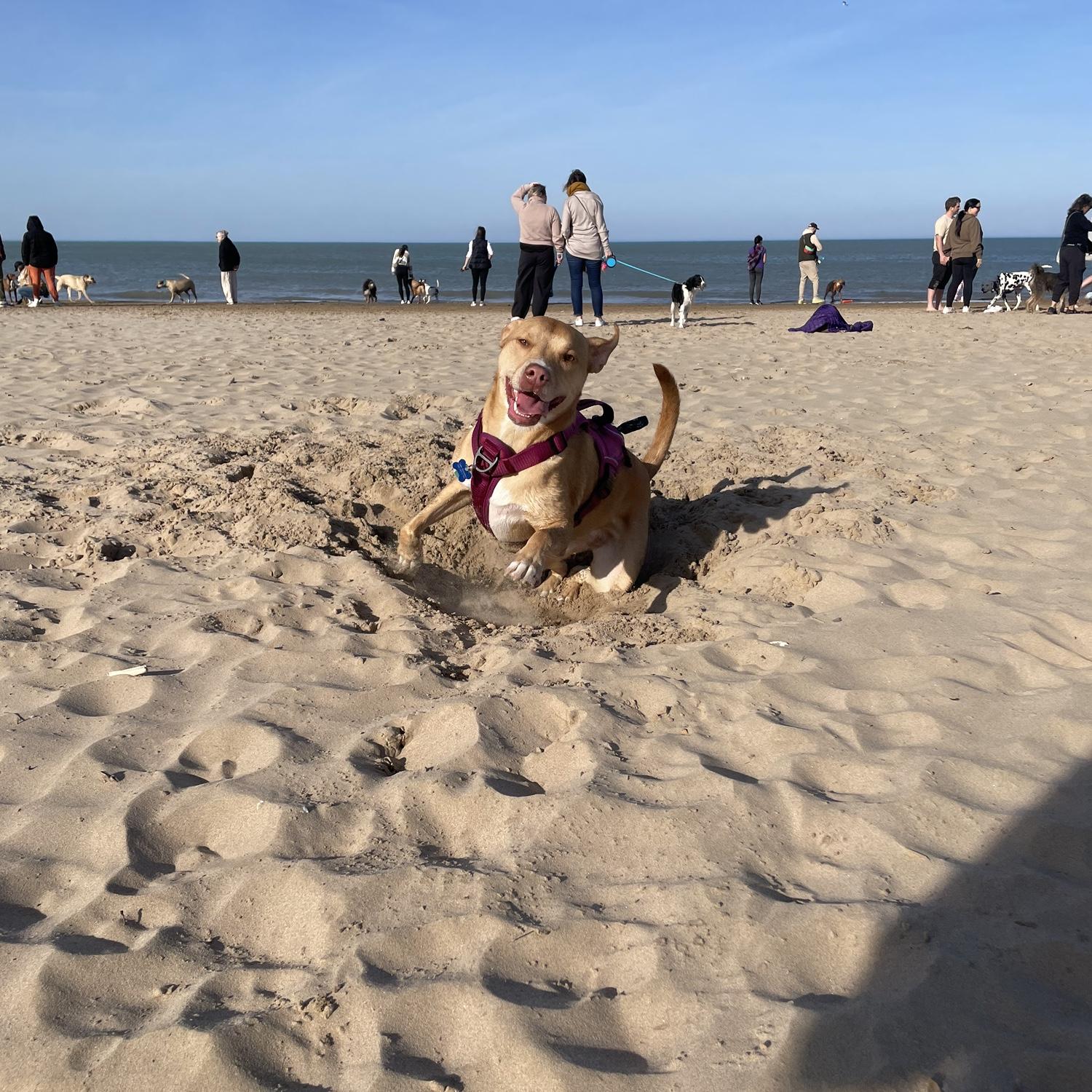 Sunny girl at her favorite dog beach!