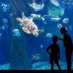 Virginia Aquarium & Marine Science Center