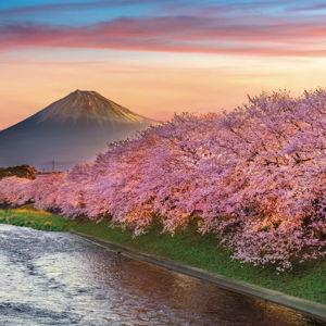 Our Japan Honeymoon Fund