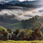 Safari: Nyungwe Forest National Park