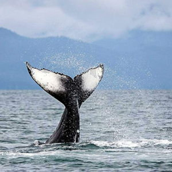 Whale Watching Experience
