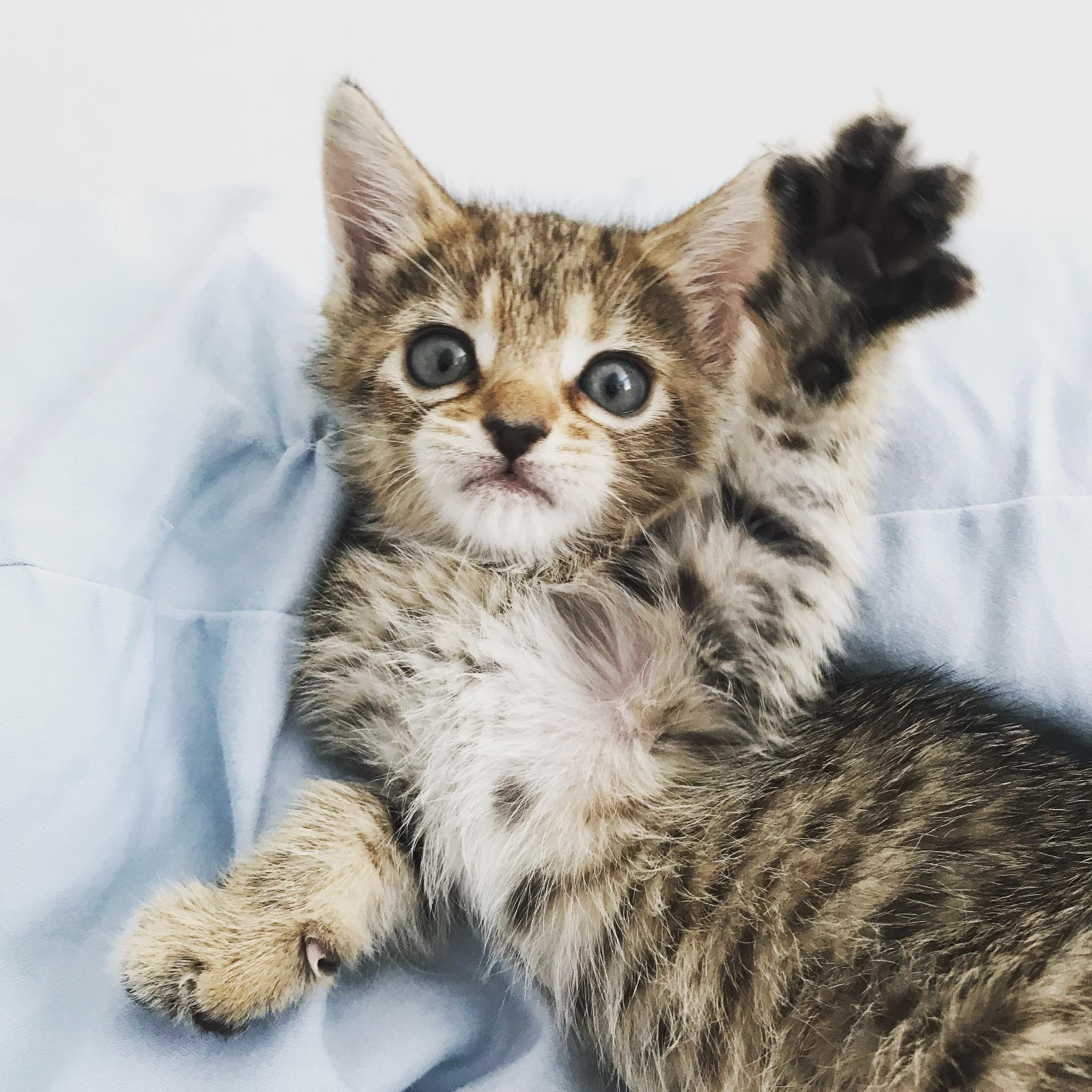 LILLIAN! 2018