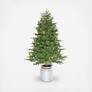 Porch Accent Tree