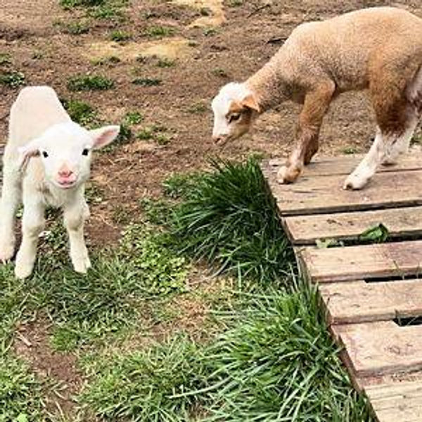 GoatFund Me* - Anything and everything -You decide$
