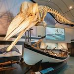 New Bedford Whaling Museum