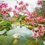 The Japanese Friendship Garden of Phoenix