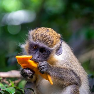 Monkey Time Tour at Welchman Hall & Wildlife Reserve for 2 - Barbados