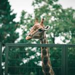 San Diego Zoo Safari Park