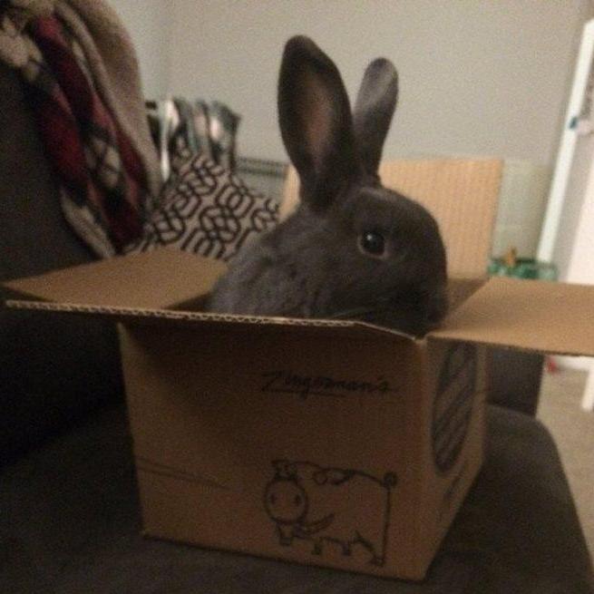 Our pet rabbit, Simba