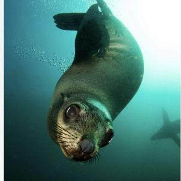 Honeymoon - Seal Snorkeling Experience for 2