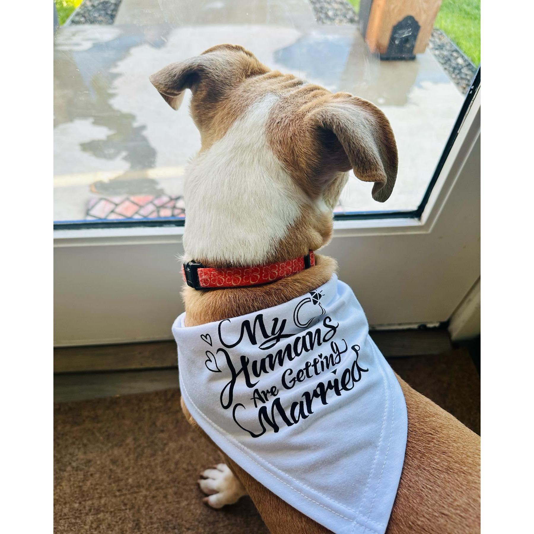 Beau celebrating his parents' engagement