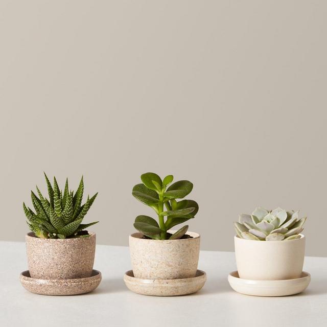 Succulent Assortment with Planters