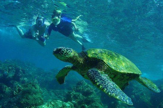 Honeymoon: Snorkeling in St. Martin