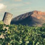 Wine Tasting in Bodegas Juan Gil