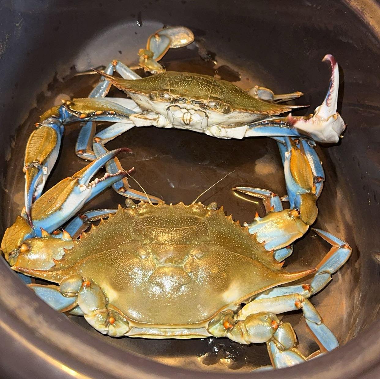 Maddie's first time catching crabs