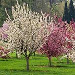 Secrest Arboretum Nursery