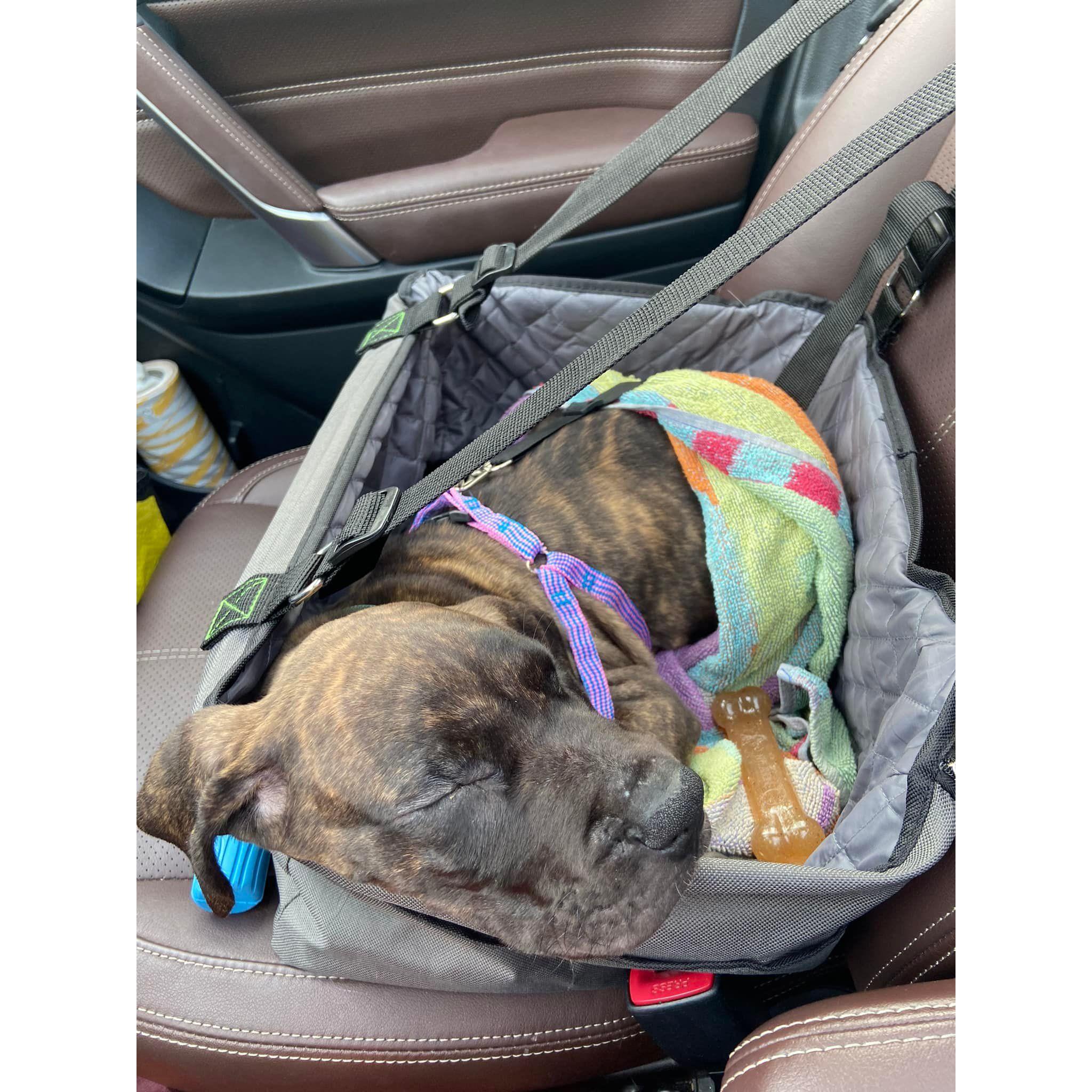 The day we brought home our 2 month old puppy Jemilla
