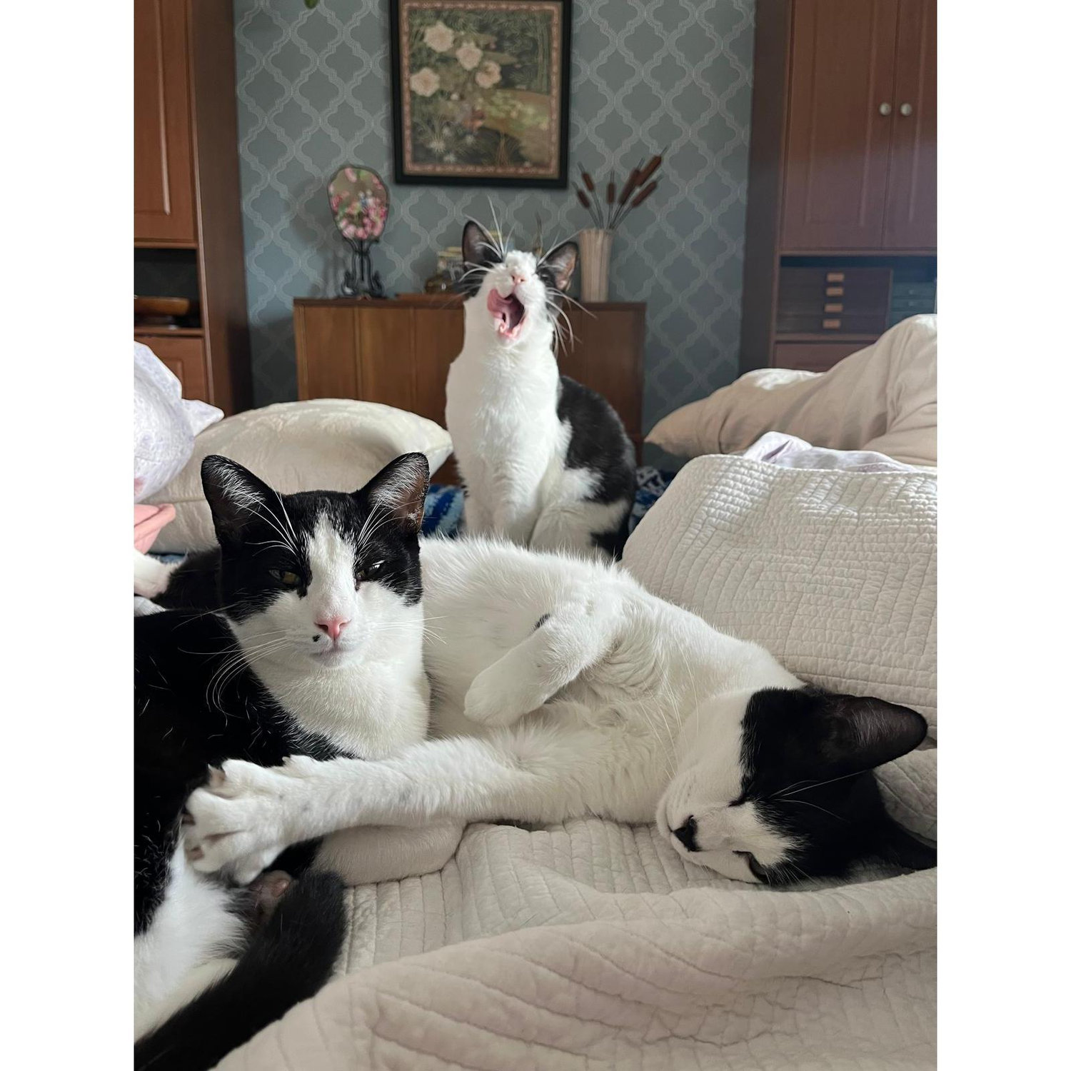 Mochi Moo, Stinky Tofu, and Circe (the First Witch of Greek Mythology). 3 cats is the ideal # of cats.