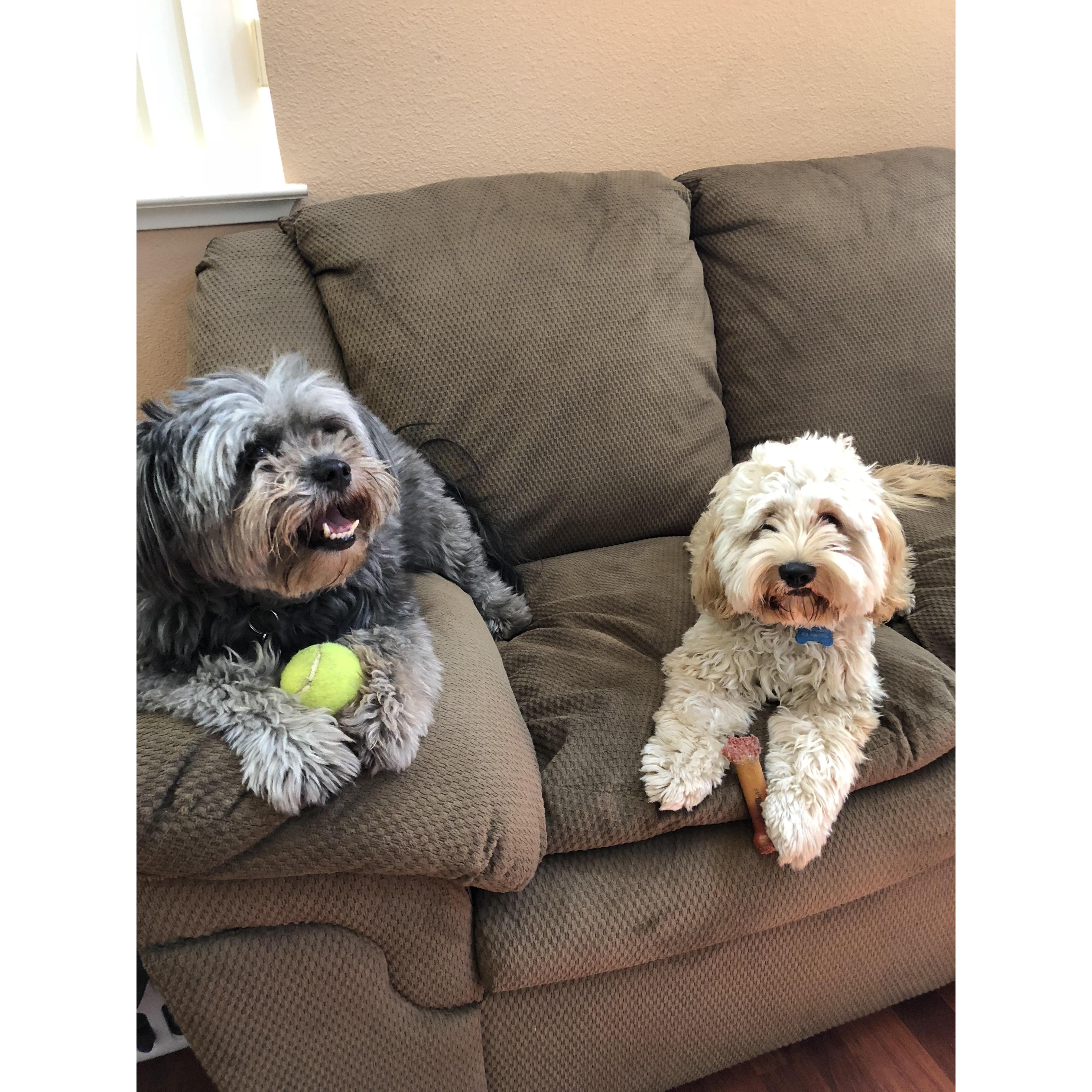 Our furry friends: Lucy and Buster Poplasky-Arrington.