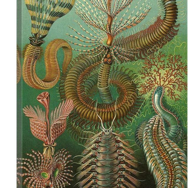 ARTCANVAS Chaetopoda Segmented Worms 1903 Canvas Art Print by Ernst Haeckel - 26" x 18" (0.75" Deep)