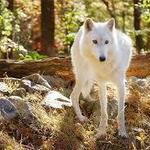 Lakota Wolf Preserve
