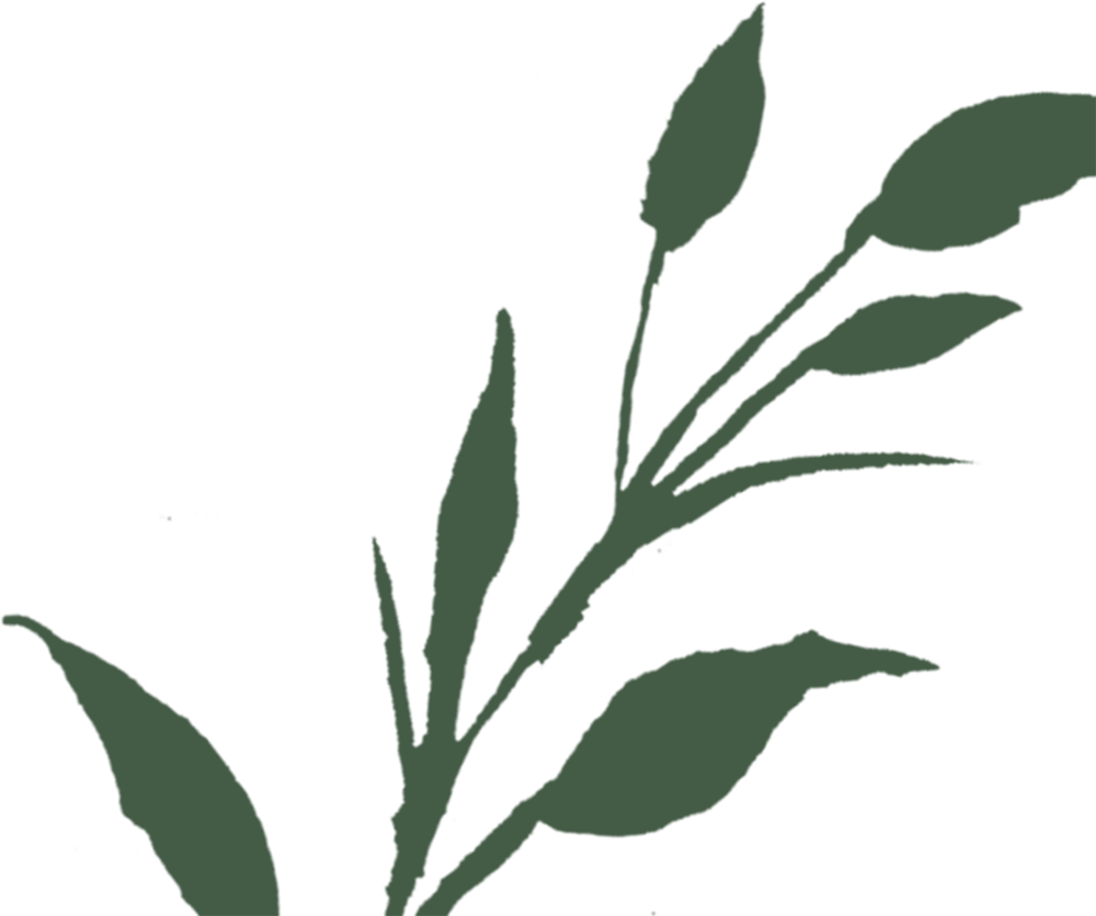 sophia-matsis-and-tj-attanasio-s-wedding-website