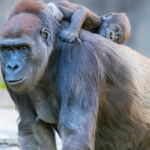 Fort Worth Zoo