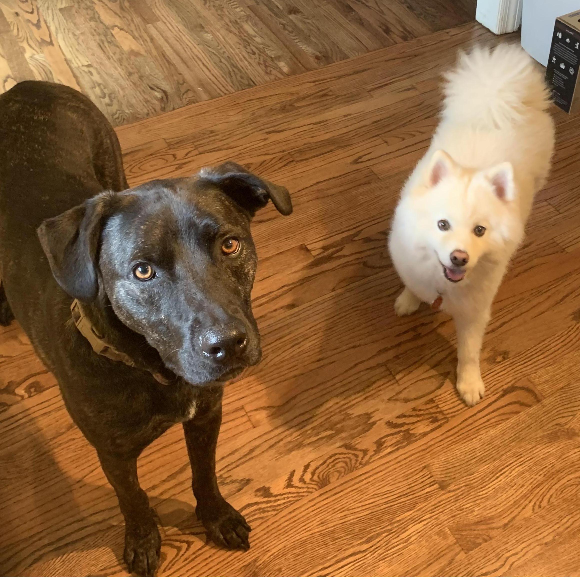 The canine couple