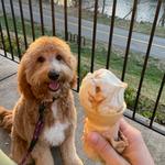 Blue Cow Ice Cream Co.