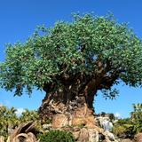 Disney's Animal Kingdom Theme Park