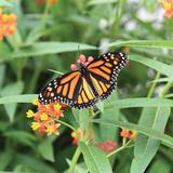 Butterfly Conservatory