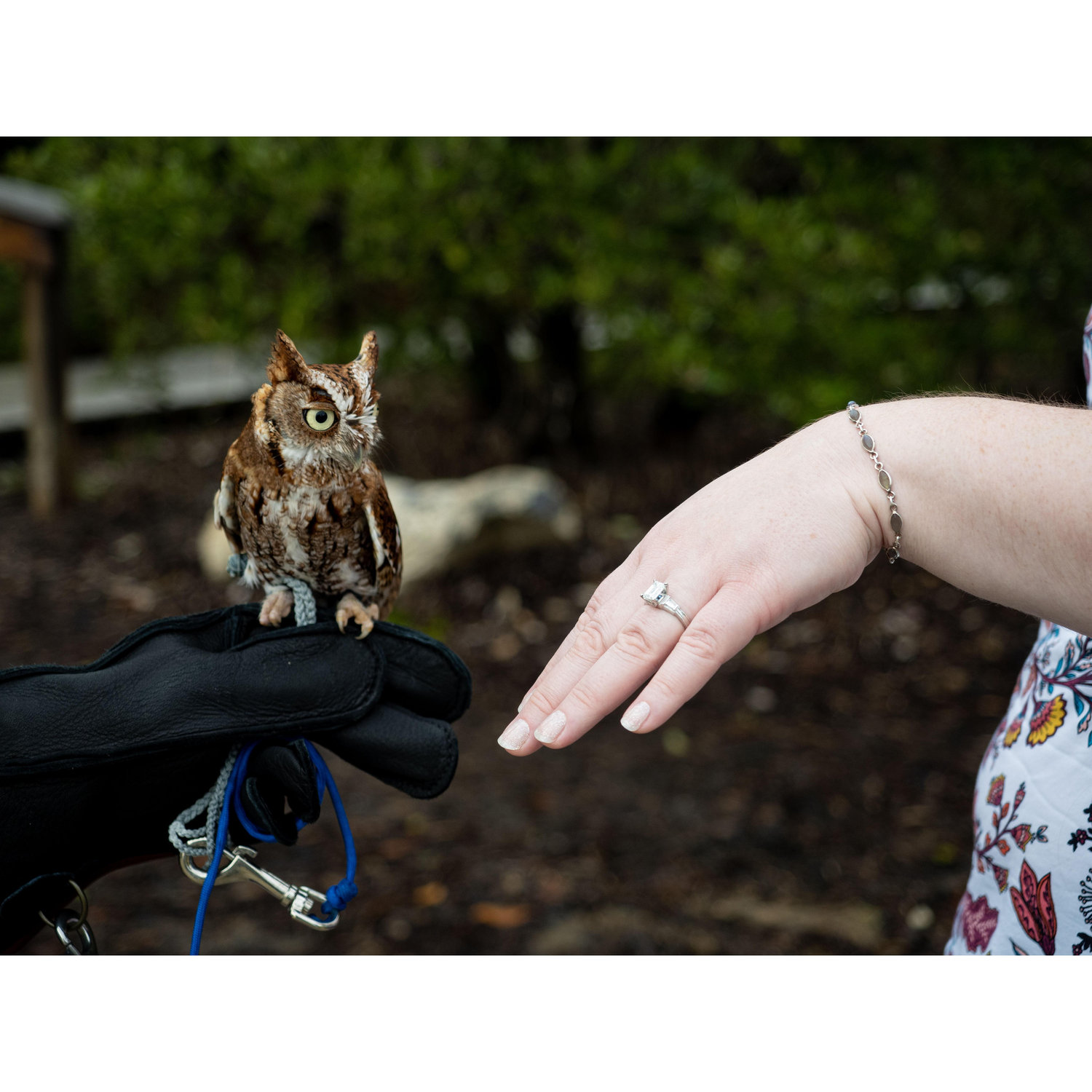 Luna the Owl inspects Amanda's engagement ring.