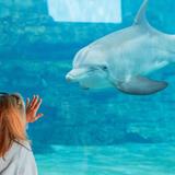 Clearwater Marine Aquarium