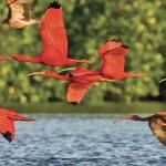 Caroni Bird Sanctuary